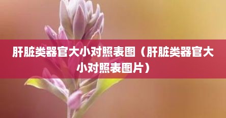 肝脏类器官大小对照表图（肝脏类器官大小对照表图片）