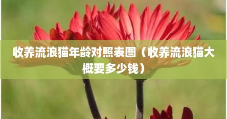 收养流浪猫年龄对照表图（收养流浪猫大概要多少钱）