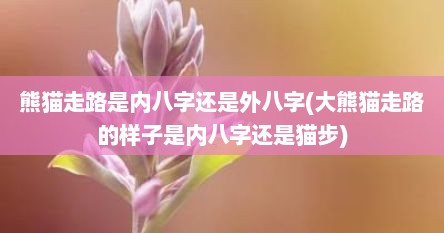 熊猫走路是内八字还是外八字(大熊猫走路的样子是内八字还是猫步)