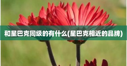 和星巴克同级的有什么(星巴克相近的品牌)