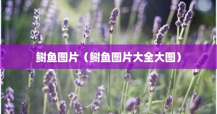 鲥鱼图片（鲥鱼图片大全大图）