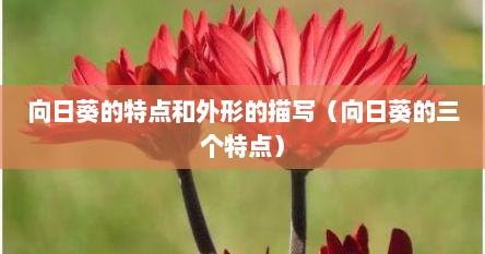 向日葵的特点和外形的描写（向日葵的三个特点）