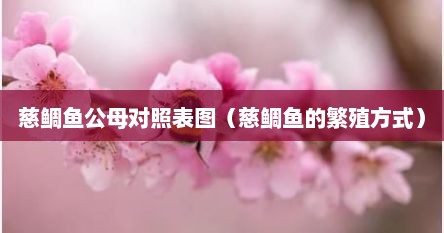 慈鲷鱼公母对照表图（慈鲷鱼的繁殖方式）