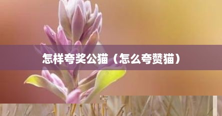 怎样夸奖公猫（怎么夸赞猫）