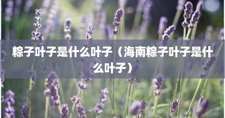 粽子叶子是什么叶子（海南粽子叶子是什么叶子）