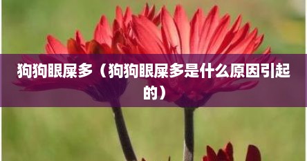 狗狗眼屎多（狗狗眼屎多是什么原因引起的）