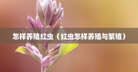 怎样养殖红虫（红虫怎样养殖与繁殖）