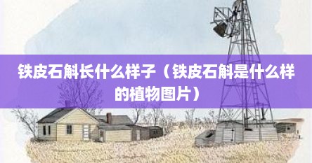 铁皮石斛长什么样子（铁皮石斛是什么样的植物图片）