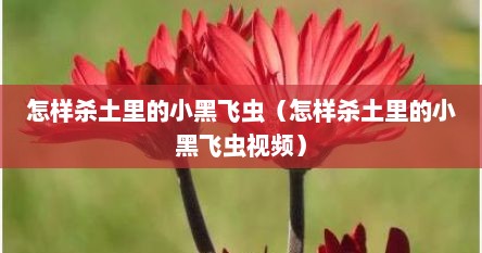 怎样杀土里的小黑飞虫（怎样杀土里的小黑飞虫视频）