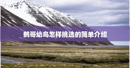 鹩哥幼鸟怎样挑选的简单介绍