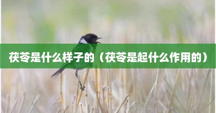 茯苓是什么样子的（茯苓是起什么作用的）