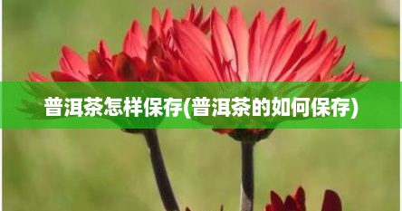 普洱茶怎样保存(普洱茶的如何保存)