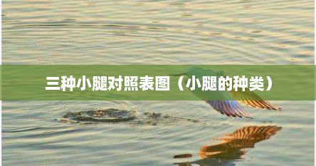 三种小腿对照表图（小腿的种类）