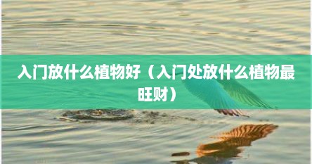入门放什么植物好（入门处放什么植物最旺财）