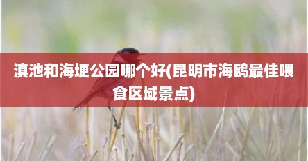 滇池和海埂公园哪个好(昆明市海鸥最佳喂食区域景点)