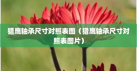 猎鹰轴承尺寸对照表图（猎鹰轴承尺寸对照表图片）