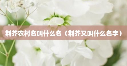 荆芥农村名叫什么名（荆芥又叫什么名字）
