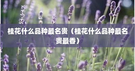 桂花什么品种最名贵（桂花什么品种最名贵最香）