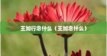 王加行念什么（王加念什么）