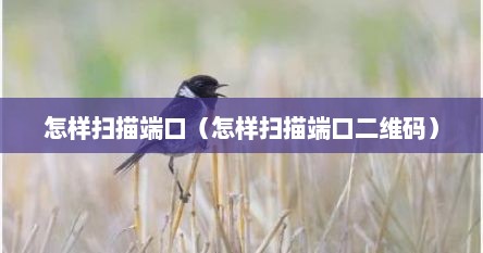 怎样扫描端口（怎样扫描端口二维码）