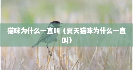 猫咪为什么一直叫（夏天猫咪为什么一直叫）
