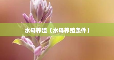 水母养殖（水母养殖条件）