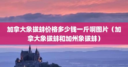 加拿大象拔蚌批发最大市场（加拿大象拔蚌一般多少斤左右）