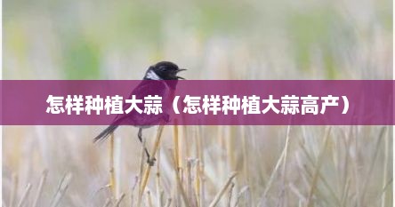 怎样种植大蒜（怎样种植大蒜高产）