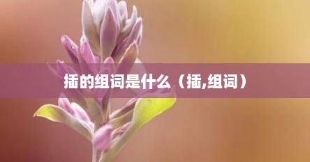 插的组词是什么（插,组词）