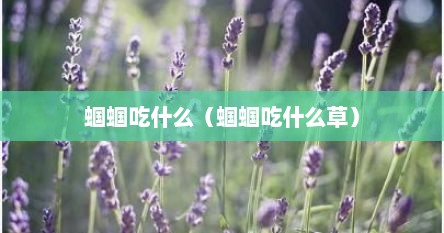 蝈蝈吃什么（蝈蝈吃什么草）