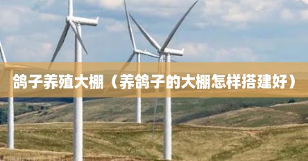 鸽子养殖大棚（养鸽子的大棚怎样搭建好）