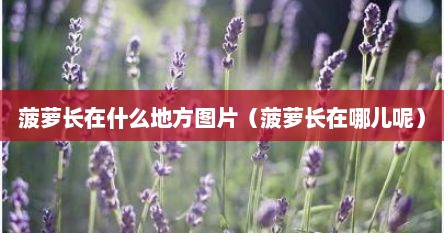 菠萝长在什么地方图片（菠萝长在哪儿呢）