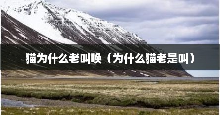 猫为什么老叫唤（为什么猫老是叫）