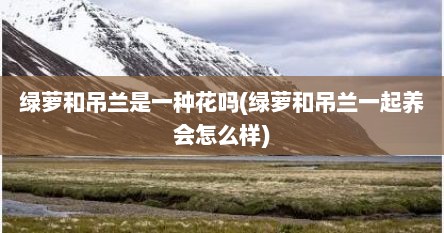 绿萝和吊兰是一种花吗(绿萝和吊兰一起养会怎么样)
