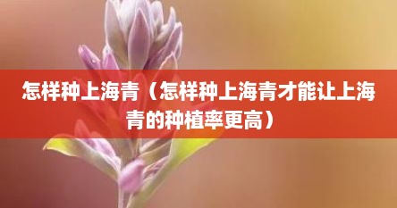 怎样种上海青（怎样种上海青才能让上海青的种植率更高）