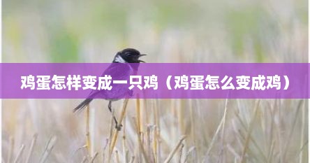 鸡蛋怎样变成一只鸡（鸡蛋怎么变成鸡）