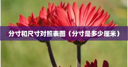 分寸和尺寸对照表图（分寸是多少厘米）