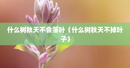 什么树秋天不会落叶（什么树秋天不掉叶子）
