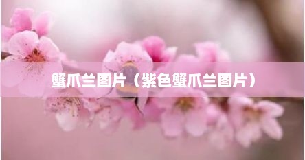 蟹爪兰图片（紫色蟹爪兰图片）