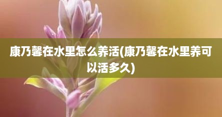 康乃馨在水里怎么养活(康乃馨在水里养可以活多久)