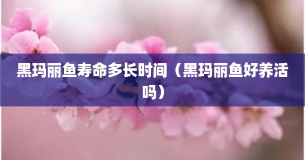 黑玛丽鱼寿命多长时间（黑玛丽鱼好养活吗）