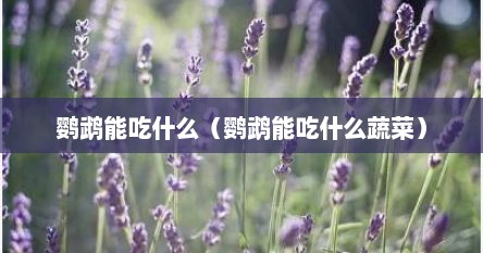鹦鹉能吃什么（鹦鹉能吃什么蔬菜）
