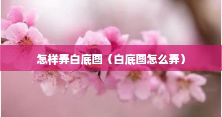 怎样弄白底图（白底图怎么弄）