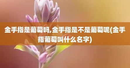 金手指是葡萄吗,金手指是不是葡萄呢(金手指葡萄叫什么名字)