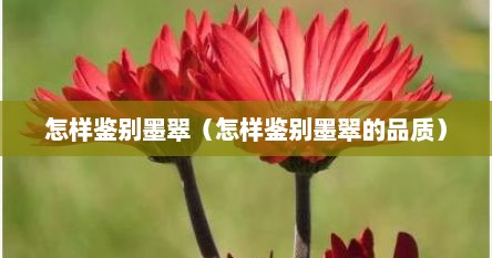 怎样鉴别墨翠（怎样鉴别墨翠的品质）