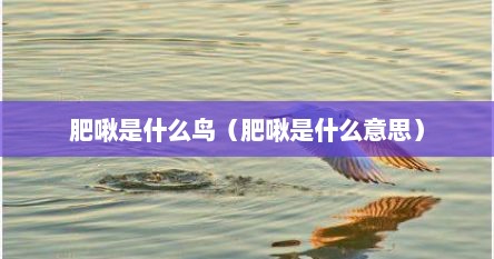 肥啾是什么鸟（肥啾是什么意思）
