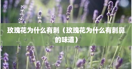 玫瑰花为什么有刺（玫瑰花为什么有刺鼻的味道）