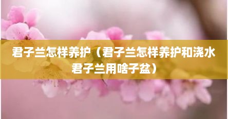 君子兰怎样养护（君子兰怎样养护和浇水君子兰用啥子盆）