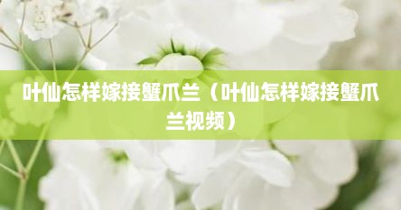 叶仙怎样嫁接蟹爪兰（叶仙怎样嫁接蟹爪兰视频）