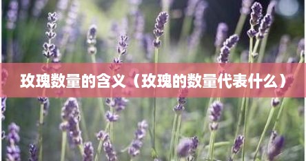 玫瑰数量的含义（玫瑰的数量代表什么）
